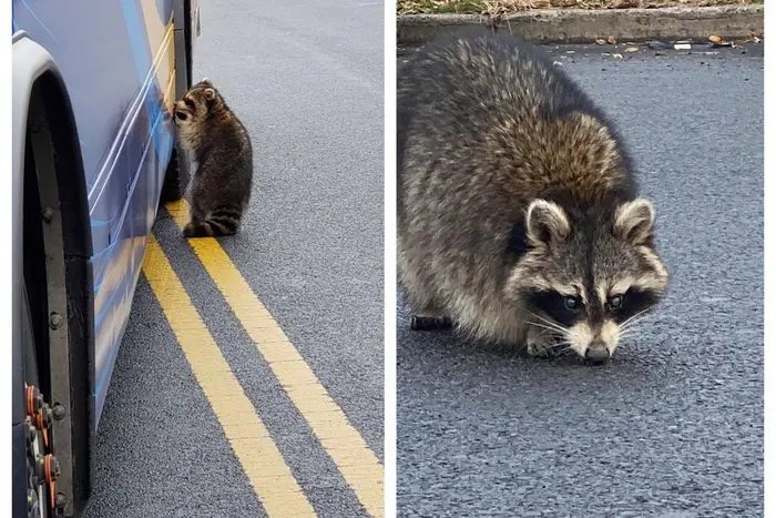 Staten Island raccoon standing up near a bus on the left, and a close-up photo of the raccoon on the right.